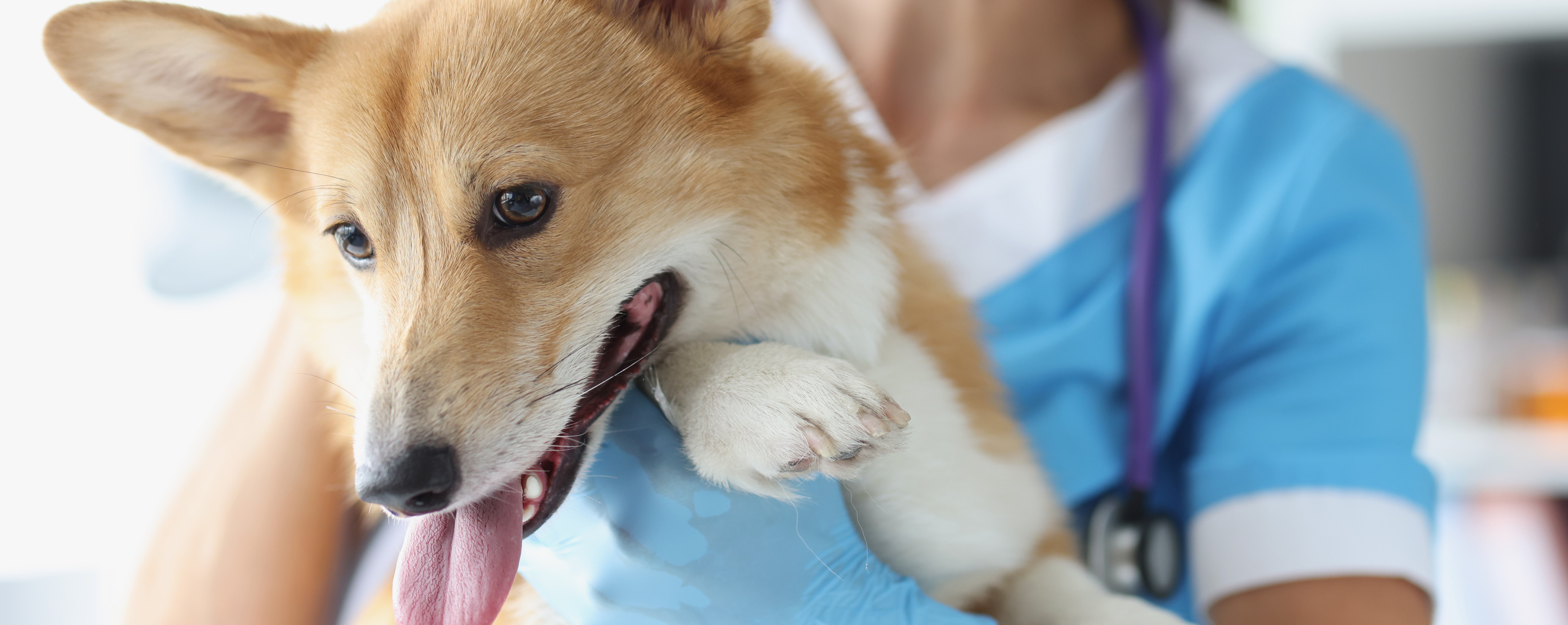 犬が病院で検査を受ける画像