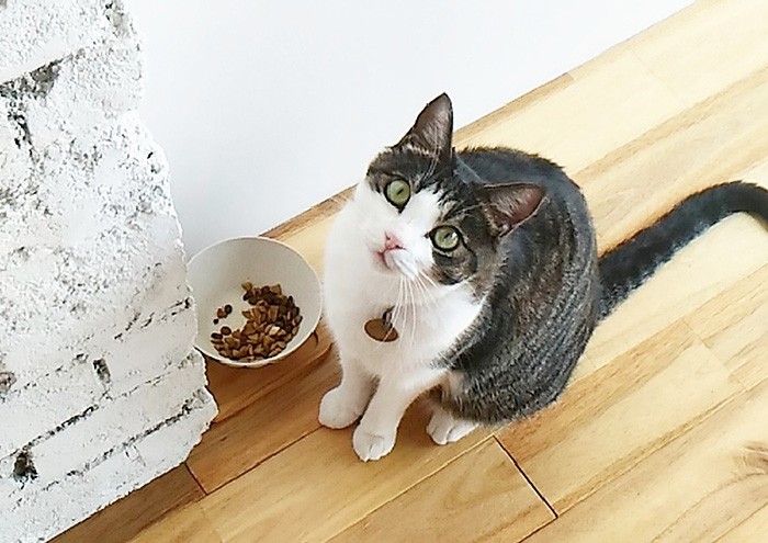 ポータルサイトでペットショップが探せる！役立つ参考サイト12選【2025年最新版】