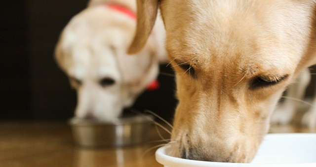 食事をする2匹の犬