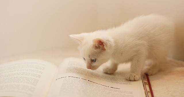 本を読む賢い猫