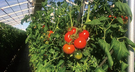 AIトマト画像認識システム開発事例